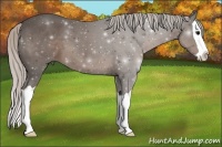 Horse Color:Silver Black Splash