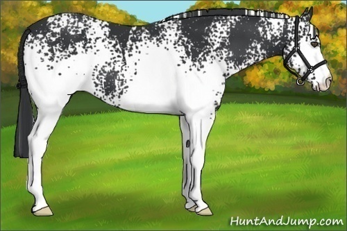 Horse Color:White Spotted Black
