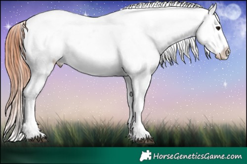 Horse Color:Chocolate Bay Appaloosa 