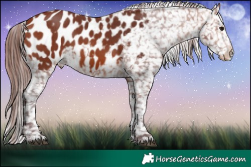 Horse Color:Chocolate Bay Blanket