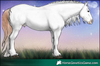 Horse Color:Chocolate Bay Appaloosa 