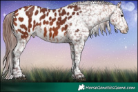 Horse Color:Chocolate Bay Blanket