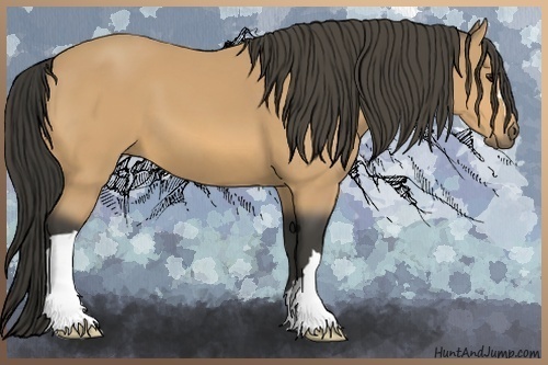 Horse Color:Buckskin 