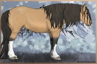 Horse Color:Buckskin 