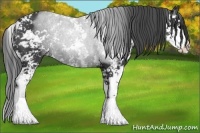 Horse Color:Black Sabino