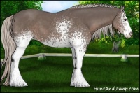 Horse Color:White Spotted Silver Black Sabino