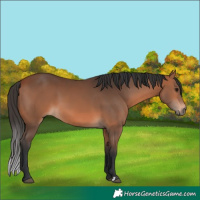 Horse Color:Bay 