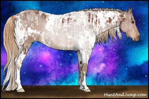 Horse Color:White Spotted Chestnut  and White Spotted Chestnut 