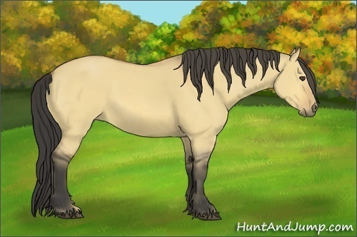 Horse Color:Buckskin Dun 