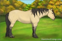 Horse Color:Buckskin Dun 