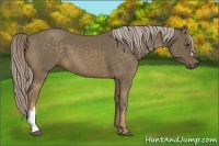 Horse Color:Chocolate Palomino 