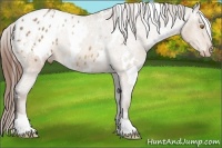 Horse Color:White Spotted Sable Champagne Appaloosa 