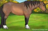 Horse Color:Buckskin 