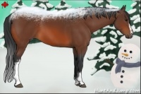 Horse Color:White Spotted Bay 