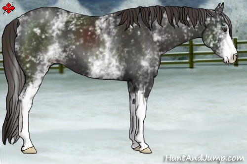 Horse Color:White Spotted Liver Chestnut 