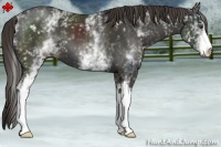 Horse Color:White Spotted Liver Chestnut