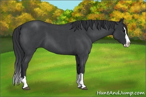 Horse Color:Blue Roan Splash