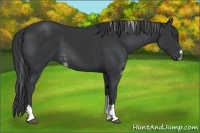 Horse Color:Black Sabino Rabicano 