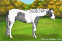 Horse Color:Blue Roan Splash Tobiano