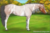 Horse Color:White Spotted Bay 