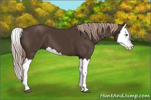Horse Color:Liver Chestnut Splash 