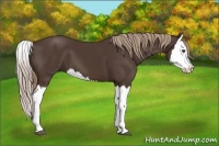 Horse Color:Liver Chestnut Splash 