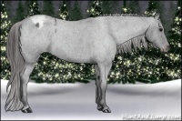 Horse Color:Blue Roan Varnish 
