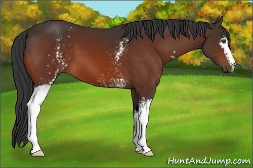 Horse Color:White Spotted Bay 