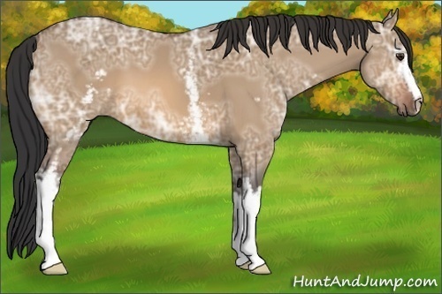 Horse Color:White Spotted Bay Ice Dun