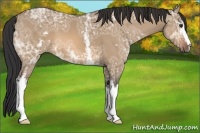 Horse Color:White Spotted Bay Ice Dun
