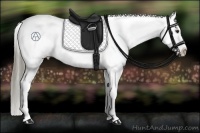 Horse Color:Liver Chestnut Appaloosa 