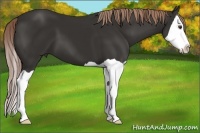 Horse Color:Liver Chestnut Splash