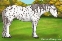 Horse Color:Liver Chestnut Sabino Splash Appaloosa  and Liver Chestnut Sabino Splash Appaloosa 