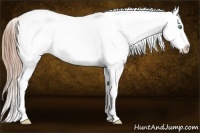 Horse Color:Smoky Black Pearl Sabino Splash Appaloosa and Smoky Black Pearl Sabino Splash Appaloosa