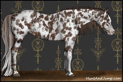 Horse Color:Liver Chestnut Sabino Splash Near Leopard and Liver Chestnut Sabino Splash Near Leopard