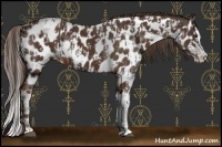 Horse Color:Liver Chestnut Sabino Splash Appaloosa and Liver Chestnut Sabino Splash Appaloosa