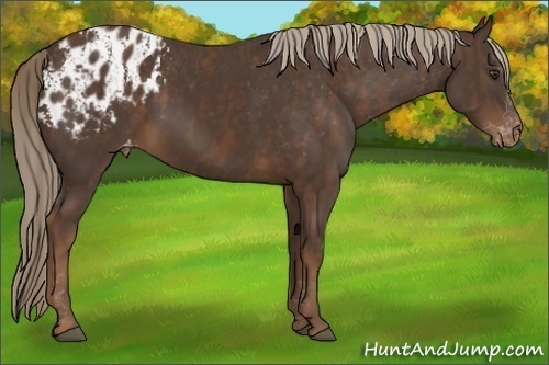 Horse Color:Liver Chestnut Sabino Splash Appaloosa  Brindle