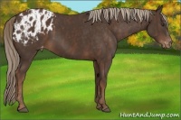 Horse Color:Liver Chestnut Sabino Splash Appaloosa  Brindle