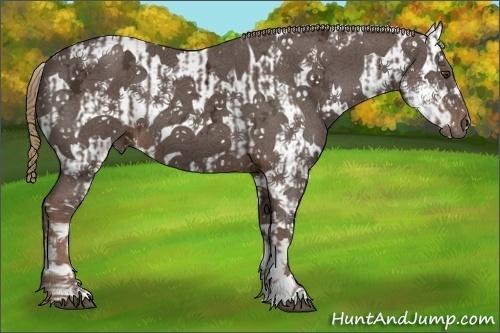 Horse Color:Liver Chestnut Ice Sabino Splash and Liver Chestnut Ice Sabino Splash