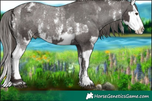 Horse Color:Liver Chestnut Sabino Splash Varnish and Liver Chestnut Sabino Splash Varnish