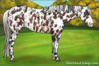 Horse Color:Bay Sabino Splash Appaloosa and Bay Sabino Splash Appaloosa