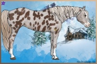 Horse Color:Liver Chestnut Sabino Splash Appaloosa  Brindle