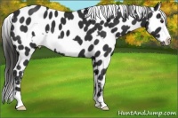 Horse Color:Liver Chestnut Frame Appaloosa