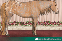 Horse Color:Chocolate Brown Dun Sabino Splash Appaloosa  Brindle