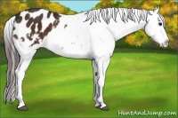 Horse Color:Bay Sabino Splash Appaloosa Brindle