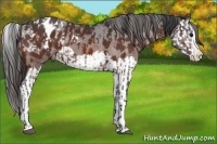 Horse Color:Bay Sabino Splash Appaloosa  and Bay Sabino Splash Appaloosa 