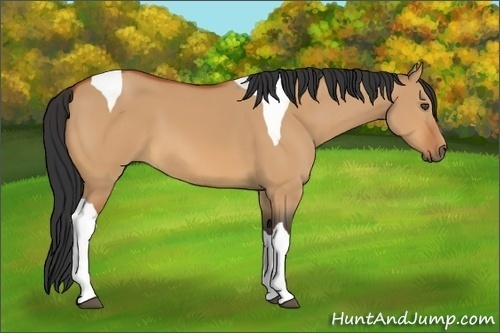 Horse Color:Bay Dun Tobiano 