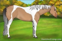 Horse Color:Bay Dun Tobiano