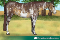 Horse Color:Chocolate Buckskin Sabino Brindle