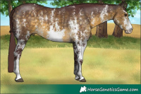 Horse Color:Chocolate Buckskin Sabino  Brindle